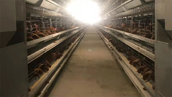 Intelligent-environmental-control-system-of-an-egg-farm1