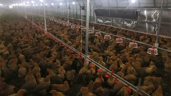 intelligent-breeding-number-of-intelligent-solutions1